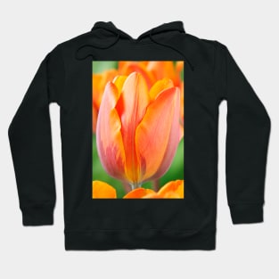 Tulipa  'Prinses Irene'  AGM  Tulip  Triumph Group Hoodie